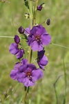 Коровяк фиолетовый (Verbascum phoeniceum L.),  сем. Норичниковые (Scrophulariaceae)