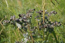 Нонея русская (Nonea rossica Steven), сем. Бурачниковые (Boraginaceae)
